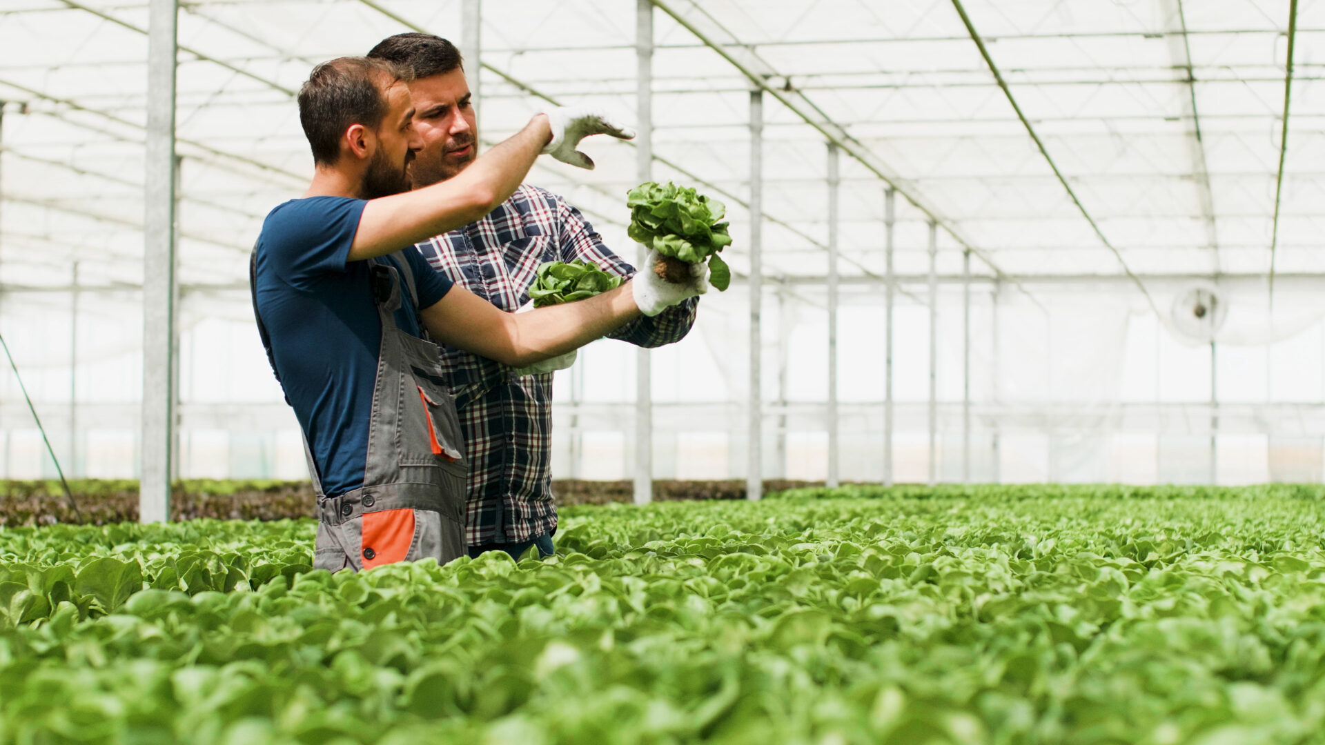 Agronomist gardener holding organic healthy fresh salad